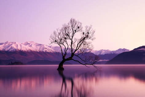 Lone tree in the middle of the lake with mountains in the background