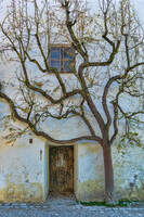 Tree growing close to a building, shaped by tree cabling