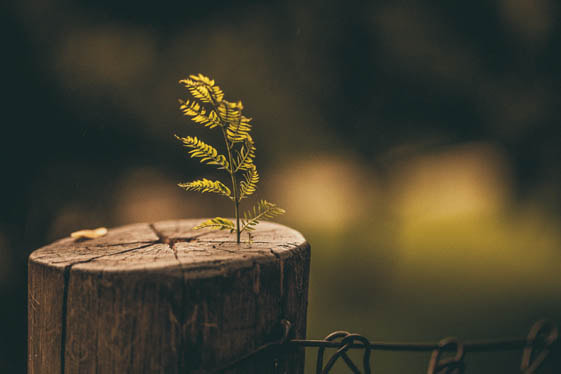 New tree growth sprouting from an old stump
