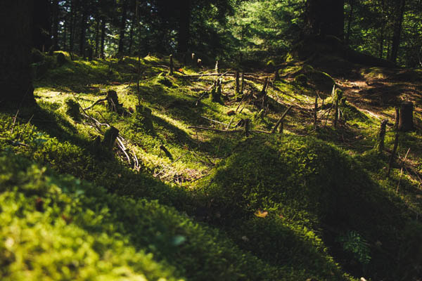 Section of forest with many stumps